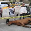 Photo: Realistic Horse "Corpse" Trotted Out For Carriage Horse Protest
